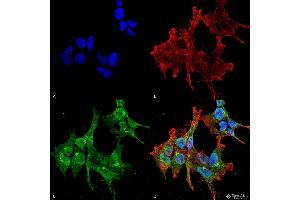 Immunocytochemistry/Immunofluorescence analysis using Mouse Anti-Piccolo Monoclonal Antibody, Clone 6H9-B6 . (Piccolo antibody  (Atto 488))