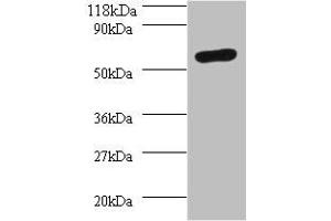 Western blot All lanes: SEPSECS antibody at 2 μg/mL + 293T whole cell lysate Secondary Goat polyclonal to rabbit IgG at 1/10000 dilution Predicted band size: 56, 6 kDa Observed band size: 56 kDa (SEPSECS antibody  (AA 5-451))