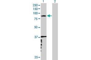Western Blot analysis of RNF6 expression in transfected 293T cell line by RNF6 MaxPab polyclonal antibody. (RNF6 antibody  (AA 1-685))
