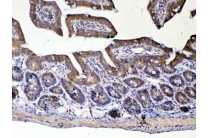 IHC testing of FFPE mouse small intestine tissue with UGT1A1 antibody at 1ug/ml. (UGT1A1 antibody)