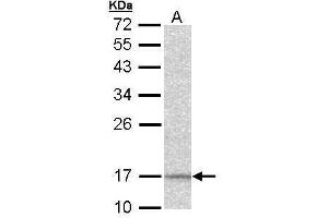 WB Image Sample (30 ug of whole cell lysate) A: Hep G2 , 12% SDS PAGE antibody diluted at 1:1000 (NDUFA12 antibody  (full length))