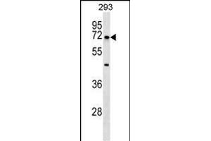 NR5A2 Antibody (Center) (ABIN1538295 and ABIN2848652) western blot analysis in 293 cell line lysates (35 μg/lane). (NR5A2 + LRH1 antibody  (AA 314-342))