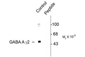 Image no. 1 for anti-gamma-aminobutyric Acid (GABA) A Receptor, gamma 2 (GABRG2) (pSer327) antibody (ABIN303959) (GABRG2 antibody  (pSer327))