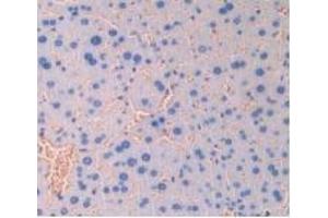 Detection of IAP in Mouse Liver Tissue using Polyclonal Antibody to Integrin Associated Protein (IAP) (CD47 antibody  (AA 18-219))