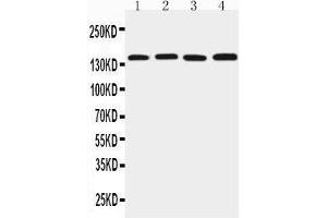 Anti-TJP2 antibody, Western blotting Lane 1: Rat Brain Tissue Lysate Lane 2: PC-12 Cell Lysate Lane 3: Mouse Brain Tissue Lysate Lane 4: HEPA Cell Lysate (TJP2 antibody  (C-Term))