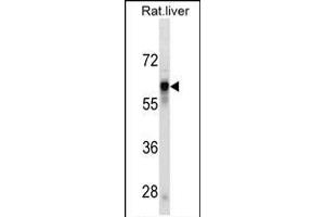 SERPINC1 Antibody (ABIN1539905 and ABIN2843858) western blot analysis in rat liver tissue lysates (35 μg/lane). (SERPINC1 antibody  (AA 364-393))