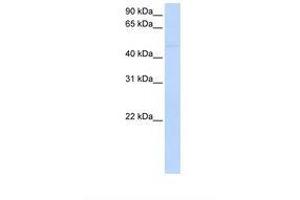 Image no. 1 for anti-Sialic Acid Binding Ig-Like Lectin 7 (SIGLEC7) (AA 288-337) antibody (ABIN6738298) (SIGLEC7 antibody  (AA 288-337))