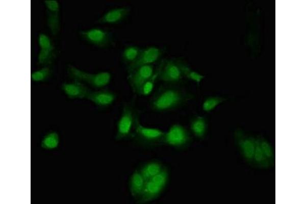 TSR1 antibody  (AA 455-804)