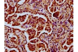 TAF4B antibody  (AA 132-244)