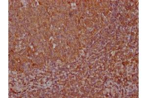 IHC image of ABIN7170825 diluted at 1:100 and staining in paraffin-embedded human tonsil tissue performed on a Leica BondTM system. (CXCL12 antibody  (AA 22-89))