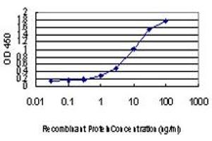 Detection limit for recombinant GST tagged CHFR is approximately 0. (CHFR antibody  (AA 1-652))