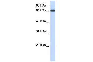HSPA8 antibody used at 1 ug/ml to detect target protein. (Hsc70 antibody  (N-Term))