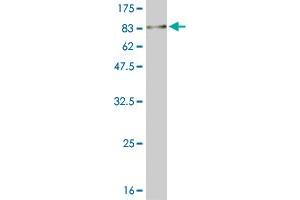 MKNK1 antibody  (AA 1-465)