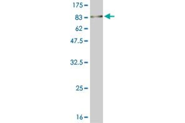 MKNK1 antibody  (AA 1-465)