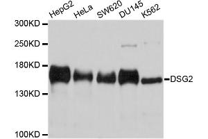 Western blot analysis of extracts of various cell lines, using DSG2 antibody. (Desmoglein 2 antibody)