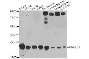 Western blot analysis of extracts of various cell lines, using GRPEL1 antibody. (GRPEL1 antibody  (AA 1-217))