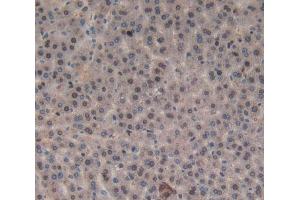 Used in DAB staining on fromalin fixed paraffin- embedded liver tissue (Orexin A antibody  (AA 32-123))