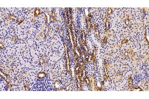 Detection of F8 in Porcine Kidney Tissue using Polyclonal Antibody to Coagulation Factor VIII (F8)
