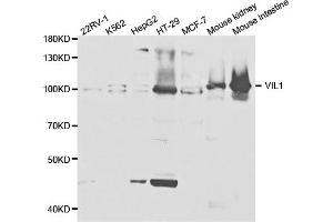 Western blot analysis of extracts of various cell lines, using VIL1 antibody (ABIN5973204) at 1/1000 dilution. (Villin 1 antibody)