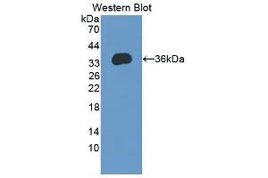 Western Blotting (WB) image for anti-Activity-Regulated Cytoskeleton-Associated Protein (Arc) (AA 96-356) antibody (ABIN1866754) (Arc antibody  (AA 96-356))