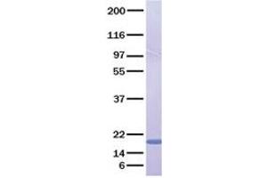 Validation with Western Blot (FGF23 Protein)