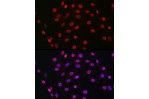 Immunofluorescence analysis of NIH/3T3 cells using HDGF Rabbit mAb (ABIN7267622) at dilution of 1:100 (40x lens). (HDGF antibody)