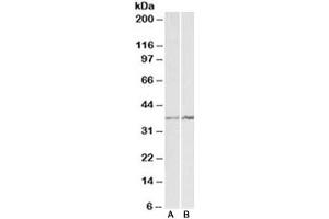 Western blot testing of K562 [A] and NIH3T3 [B] lysates with Annexin A1 antibody at 1ug/ml. (Annexin a1 antibody)