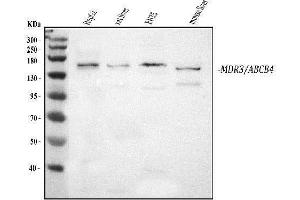 Western blot analysis of ABCB4 using anti-ABCB4 antibody (ABIN3043734). (ABCB4 antibody  (AA 601-720))