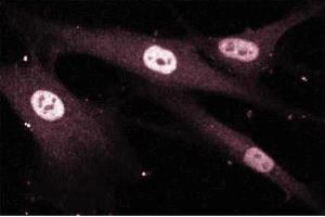 Immunoflurorescence staining of Human Fibroblasts. (MEF2D antibody  (AA 346-511))