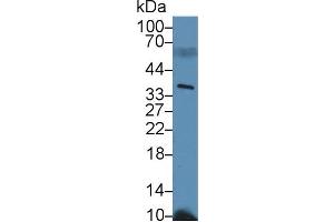 Western blot analysis of Mouse Serum, using Mouse PPIE Antibody (2 µg/ml) and HRP-conjugated Goat Anti-Rabbit antibody ( (PPIE antibody  (AA 12-286))
