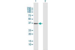Western Blot analysis of AKR1D1 expression in transfected 293T cell line by AKR1D1 MaxPab polyclonal antibody.
