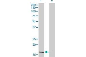 ATOH7 antibody  (AA 53-99)