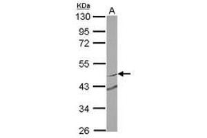 Image no. 2 for anti-Ring Finger Protein 180 (RNF180) (Internal Region) antibody (ABIN1496141) (RNF180 antibody  (Internal Region))