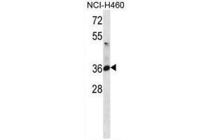 ATP1B3 Antibody (C-term) western blot analysis in NCI-H460 cell line lysates (35µg/lane).
