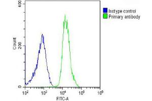 Overlay histogram showing U-2OS cells stained with Antibody (green line). (PREX1 antibody  (C-Term))