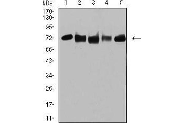 TRIM25 anticorps  (AA 211-360)