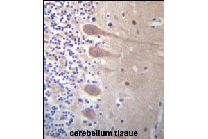 ZN Antibody (Center) (ABIN657288 and ABIN2846375) immunohistochemistry analysis in formalin fixed and paraffin embedded human cerebellum tissue followed by peroxidase conjugation of the secondary antibody and DAB staining. (ZNF764 antibody  (AA 84-113))