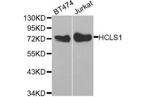 Western blot analysis of extracts of various cell lines, using HCLS1 antibody. (HCLS1 antibody  (AA 1-280))