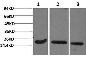 Western Blot analysis of 1) Hela, 2) 3T3, 3) Rat brain with Active CASP3 Monoclonal Antibody (Active CASP3 antibody)
