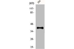 Western Blot analysis of 293 cells using Dlx-3 Polyclonal Antibody (DLX3 antibody  (Internal Region))