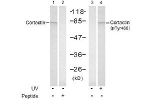 Image no. 1 for anti-Cortactin (CTTN) (Tyr466) antibody (ABIN197532) (Cortactin antibody  (Tyr466))