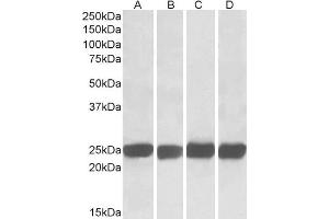 ABIN184670 (0. (GRB2 antibody  (C-Term))