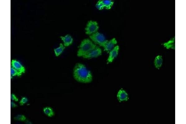 CAPRIN2 antibody  (AA 83-100)