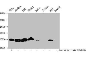 Western Blot Detected samples: Hela whole cell lysate, Jurkat whole cell lysate, 293 whole cell lysate, HepG2 whole cell lysate, Untreated (-) or treated (+) with 30 mM sodium butyrate for 4h All lanes: HIST1H3A antibody at 1:500 Secondary Goat polyclonal to rabbit IgG at 1/40000 dilution Predicted band size: 16 kDa Observed band size: 16 kDa (HIST1H3A antibody  (acLys9))