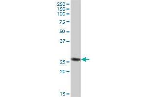 IGL@ MaxPab polyclonal antibody. (IgL antibody  (AA 1-232))