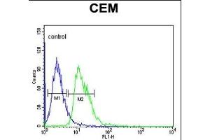 DIH2 Antibody (Center) 9407c flow cytometric analysis of CEM cells (right histogram) compared to a negative control cell (left histogram). (DIAPH2 antibody  (AA 870-899))