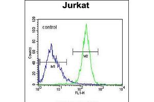 Flow cytometric analysis of Jurkat cells (right histogram) compared to a negative control cell (left histogram). (CWC22 antibody  (N-Term))