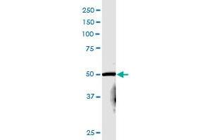 PCSK4 MaxPab polyclonal antibody. (PCSK4 antibody  (AA 1-242))