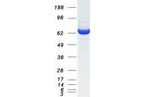Validation with Western Blot (GBP2 Protein (Myc-DYKDDDDK Tag))