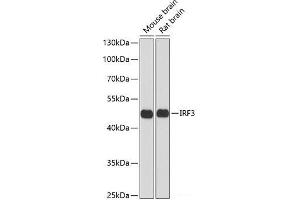 Western blot analysis of extracts of various cell lines using IRF3 Polyclonal Antibody at dilution of 1:1000. (IRF3 antibody)